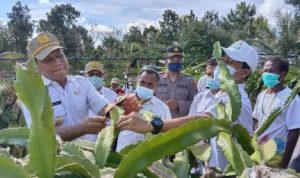 Bupati TTU Lakukan Panen Simbolis Buah Naga di Desa Fatoin