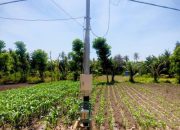 Gunakan Pompa Listrik Untuk Mengairi Kebun Jagung dan Pepaya, Petani Mauhau Sumba Timur Hemat Biaya Hingga 30 Persen