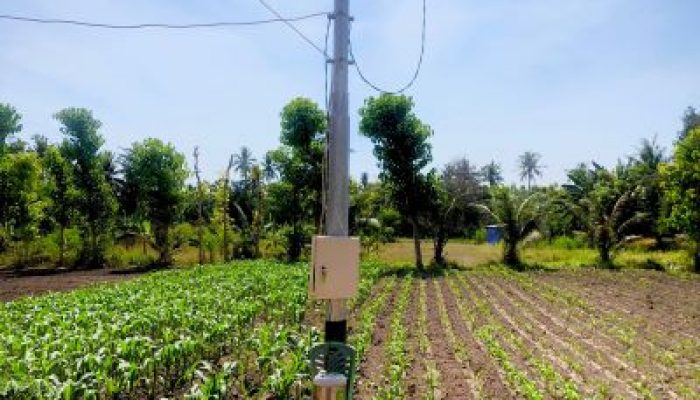 Gunakan Pompa Listrik Untuk Mengairi Kebun Jagung dan Pepaya, Petani Mauhau Sumba Timur Hemat Biaya Hingga 30 Persen