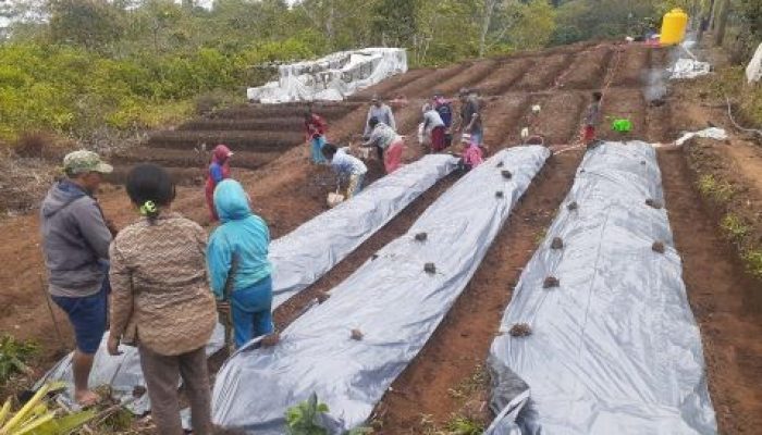 Program Desa Berdaya, PLN Buka 14 Lahan Kosong Warga Poco Leok Jadi Lahan Pertanian Hortikultura