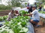 PT PLN (Persero) Gagas Tanaman Hortikultura, Harapan Baru Pertanian Produktif Bagi Warga Poco Leok